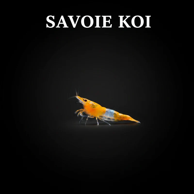 Neocaridina heteropoda – Crevette Rili Orange
