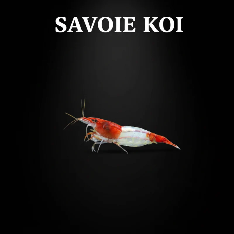 Neocaridina heteropoda – Crevette Rili Sakura