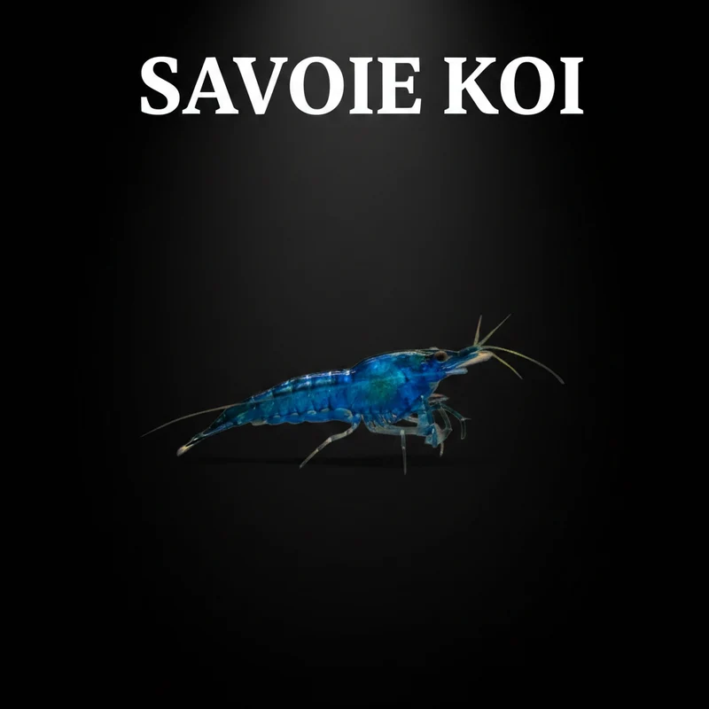 Neocaridina heteropoda – Crevette Blue Velvet