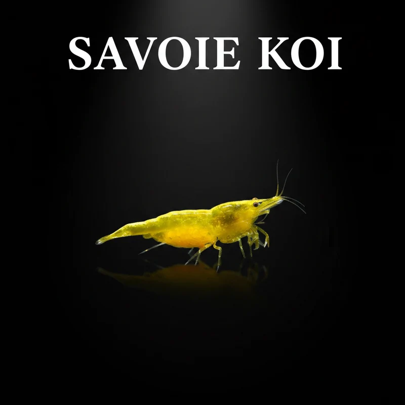 Neocaridina heteropoda – Crevette Yellow Fire