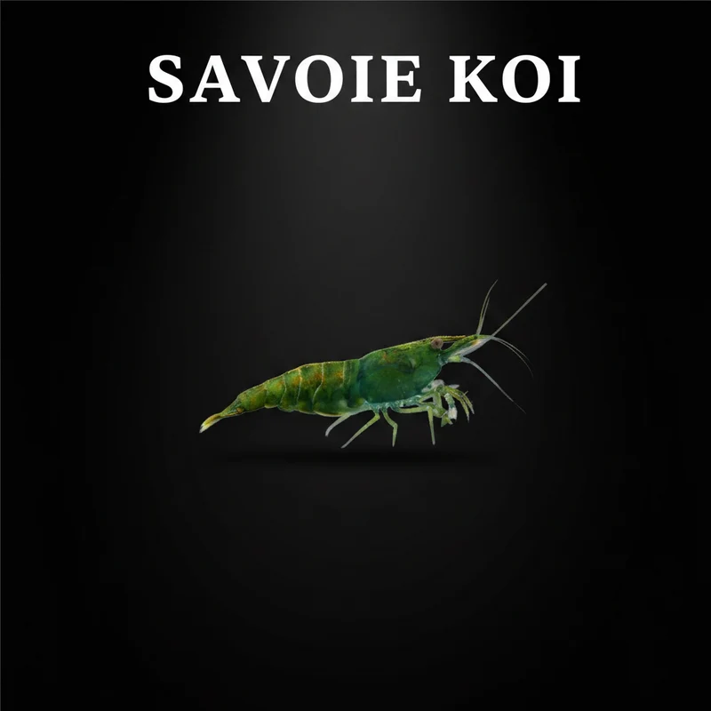 Neocaridina heteropoda – Crevette Green Fire