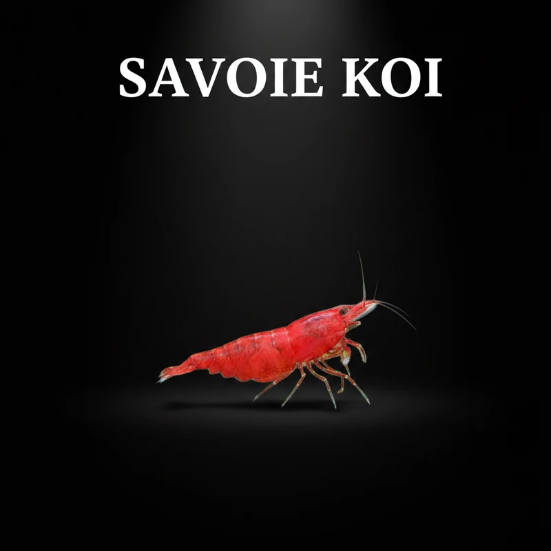 Neocaridina heteropoda – Crevette Sakura Red