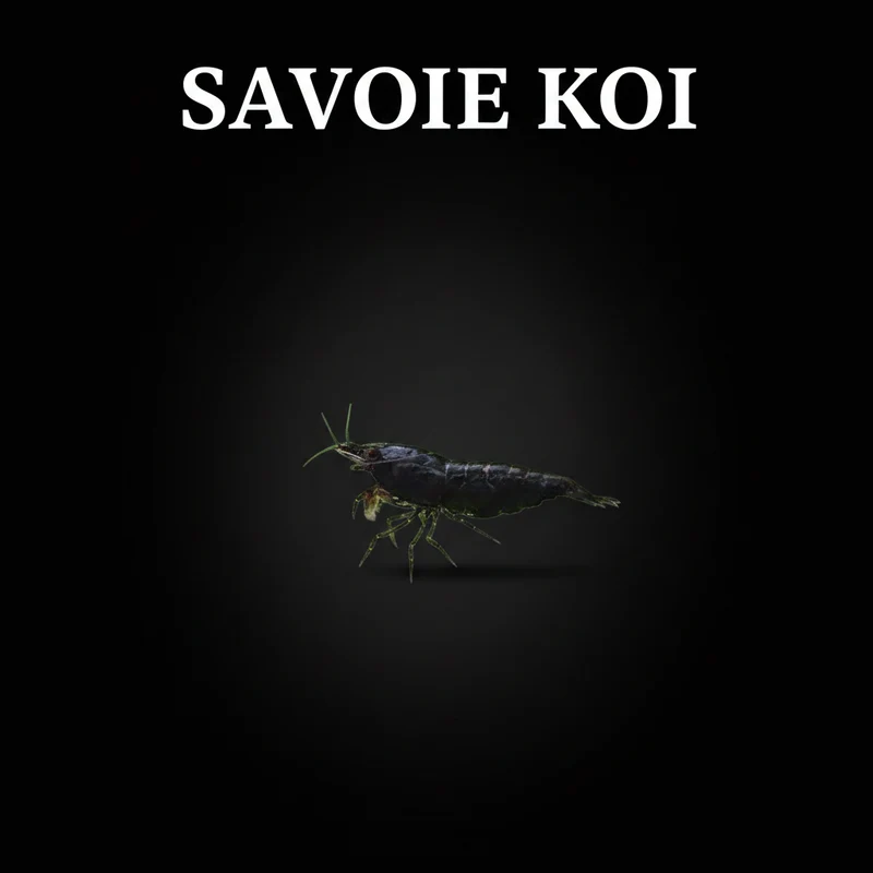 Neocaridina heteropoda – Crevette Black