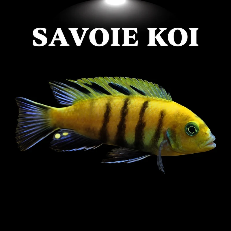 Cynotilapia Lion's Sanga 4-6 cm