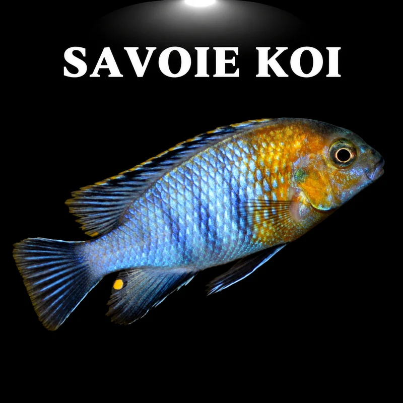 Tropheops Red Cheek 4-6 cm