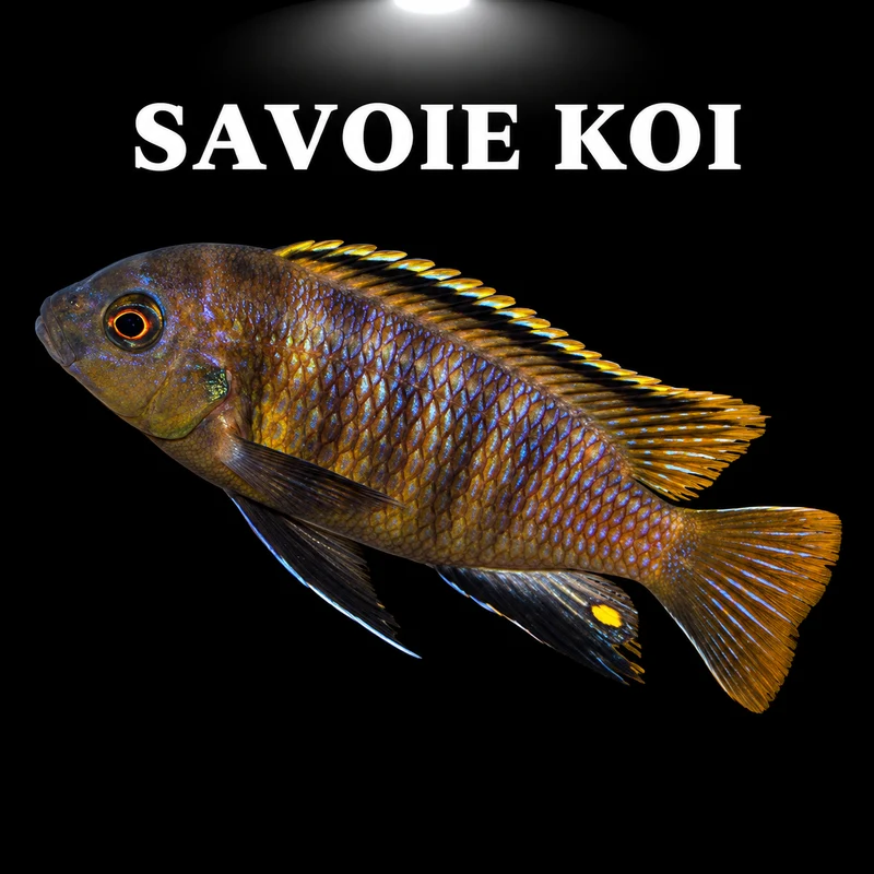 Tropheops makokola Reef 4-6 cm F1