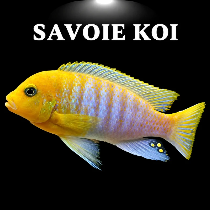 Maylandia hajomaylandi Chizumulu 6-8 cm