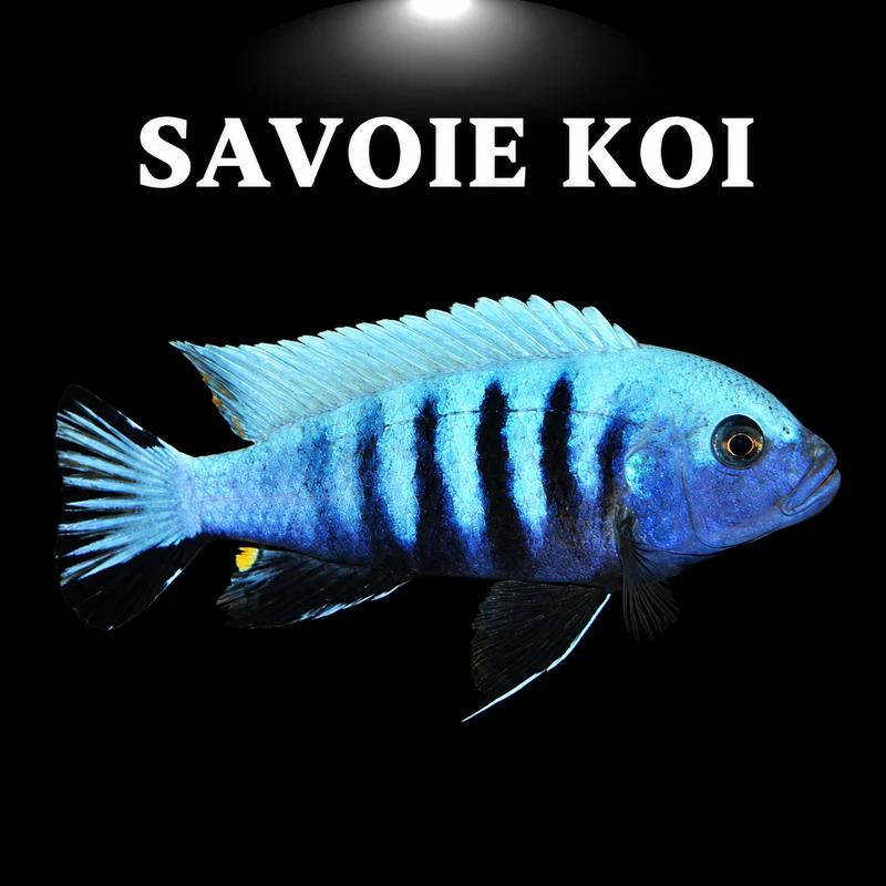 Pseudotropheus kingsizei Blue Gold 4-6 cm