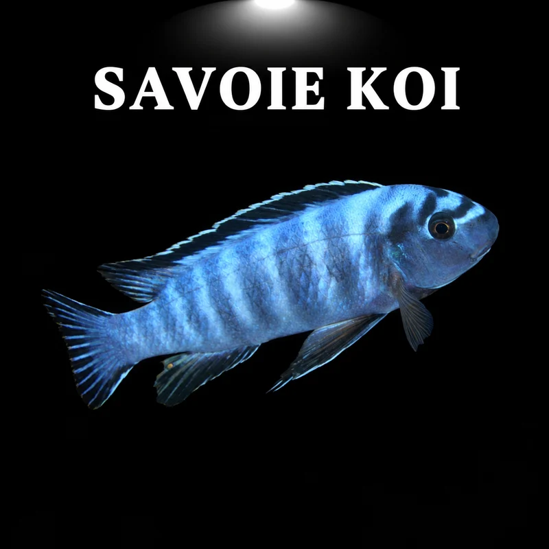 Labeotropheus trewavasae Higga Reef 4-6 cm
