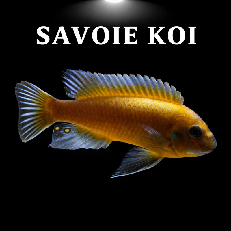 Labeotropheus trewavasae Chilumba 4-6 cm