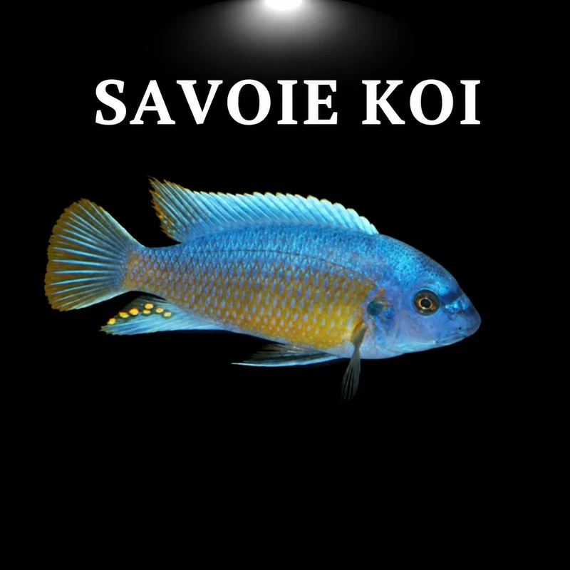 Labeotropheus fuelleborni Katale 4-6 cm
