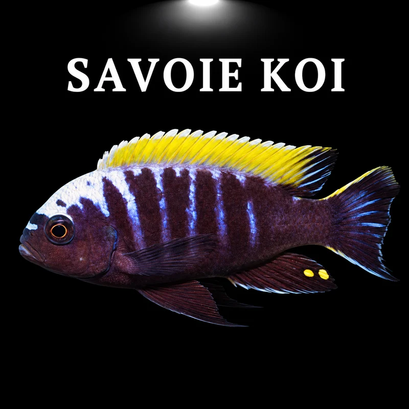 Cynotilapia aurifrons Nkhata Bay 4-6 cm F1
