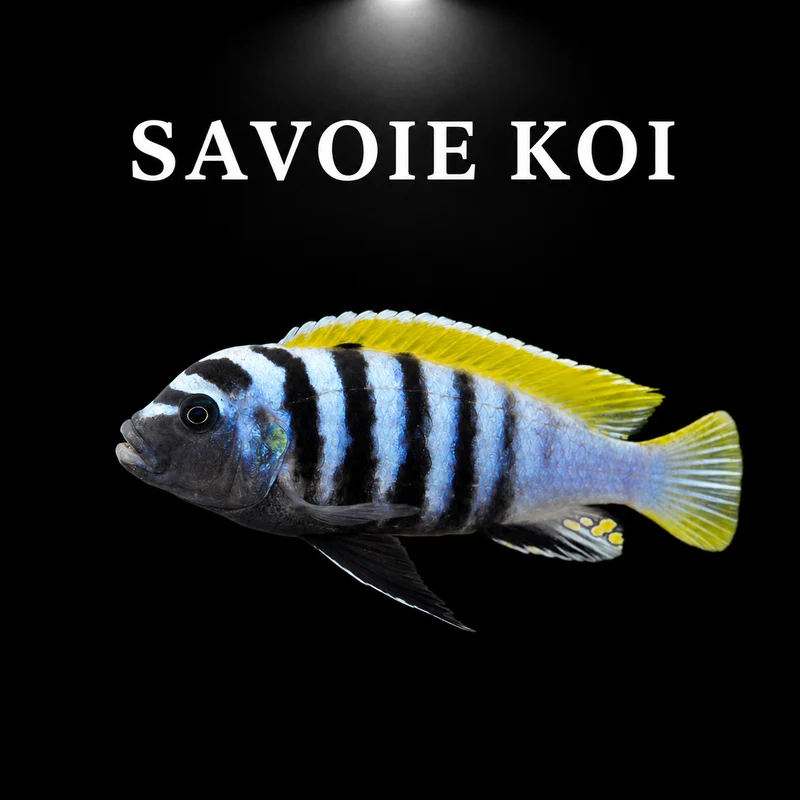 Cynotilapia jalo reef 4-6 cm