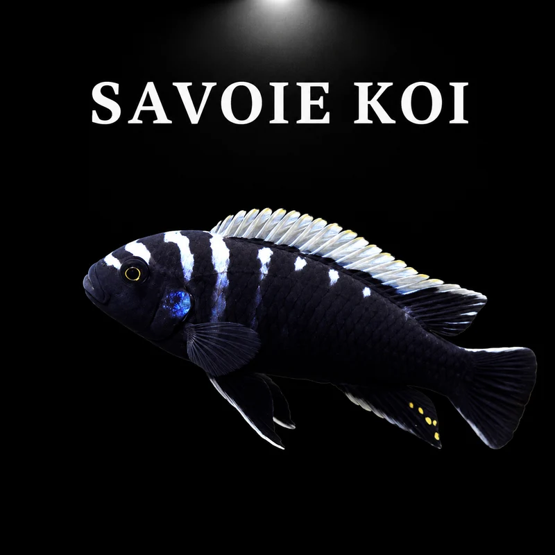 Cynotilapia deep ndonga 4-6 cm