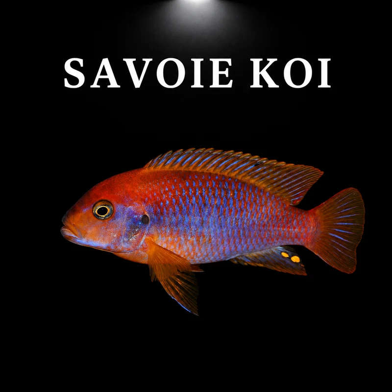 Iodotropheus sprengerae 4-6 cm