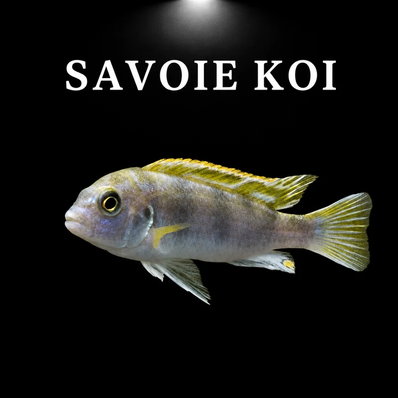 Labidochromis perlmutt 4-6 cm