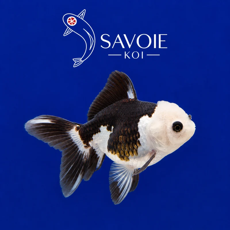 Oranda Panda 8-10 cm - Spécimen 4