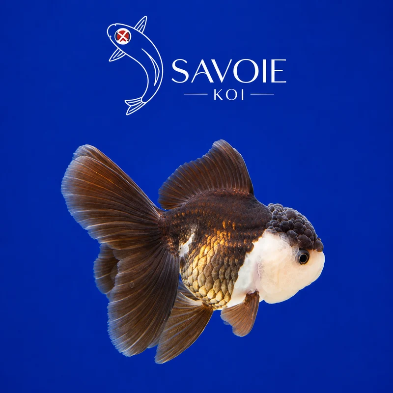 Oranda Panda 8-10 cm - Spécimen 1