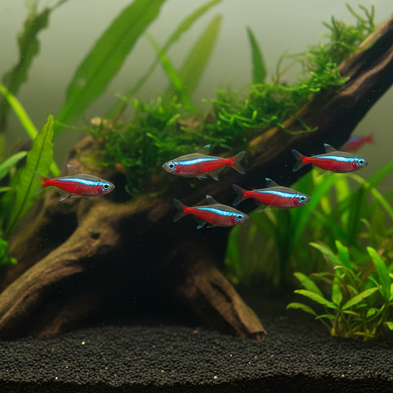 Cardinalis 2-3 cm