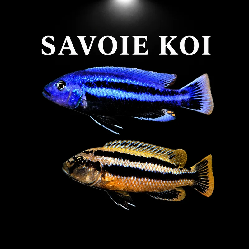 Melanochromis chipokae 4-6 cm