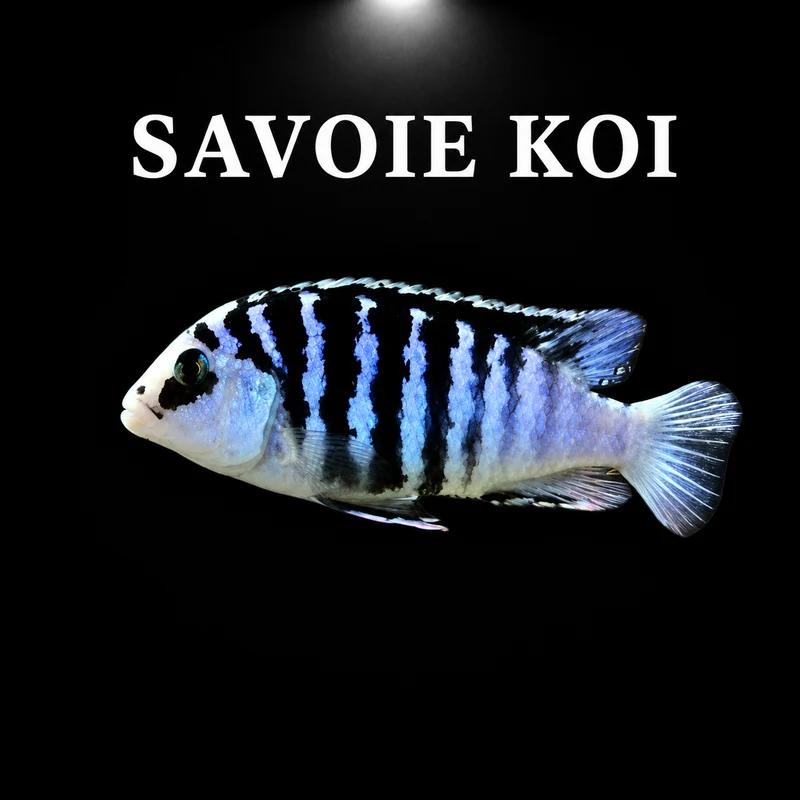 Labidochromis chisumulae chizumulu 4-6 cm