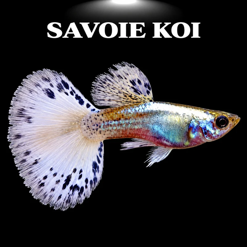 Guppy blue blond male