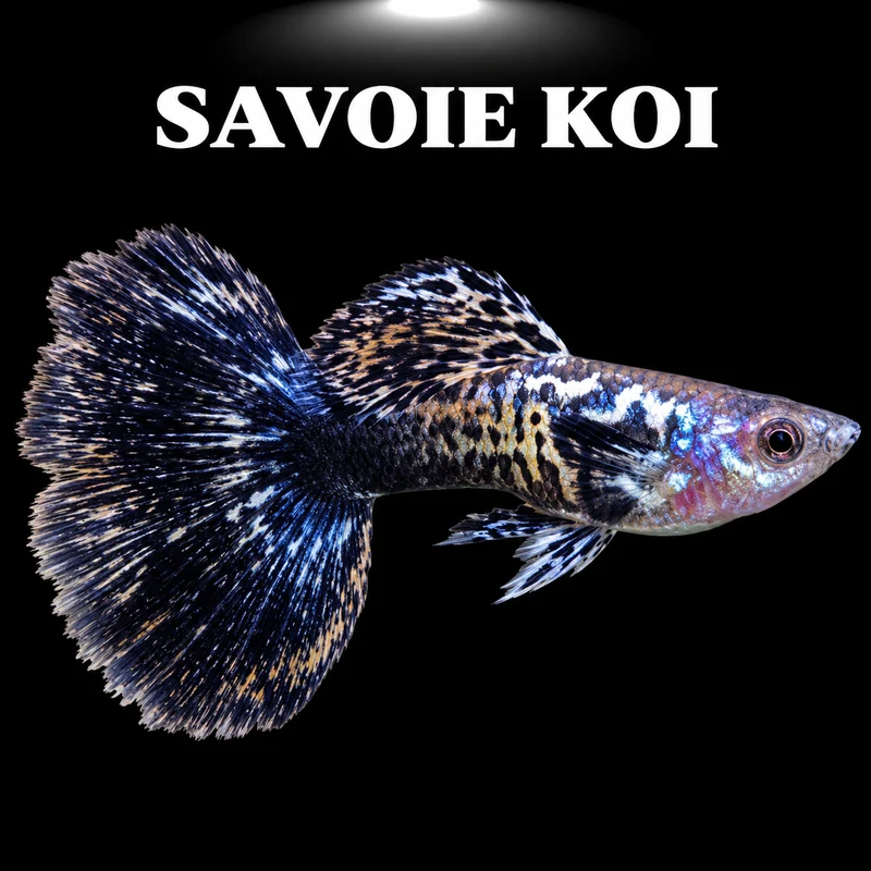 Guppy metallic blue