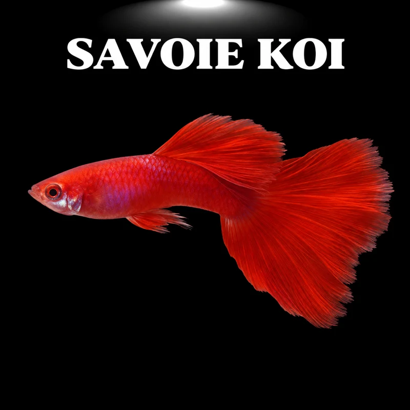 Guppy full red