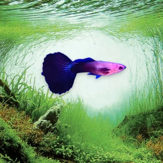 Guppy purple blue