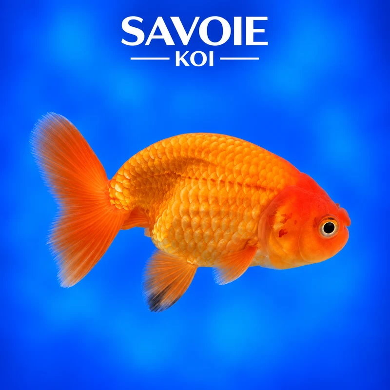 Ranchu rouge et noir 8-10 cm - Spécimen 8