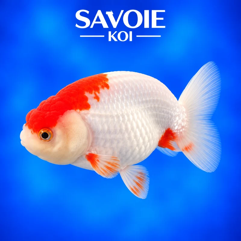 Ranchu rouge et blanc 8-10 cm - Spécimen 6