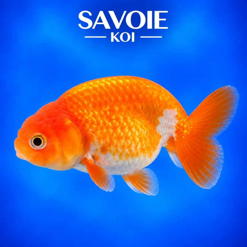 Ranchu rouge et blanc 8-10 cm - Spécimen 3