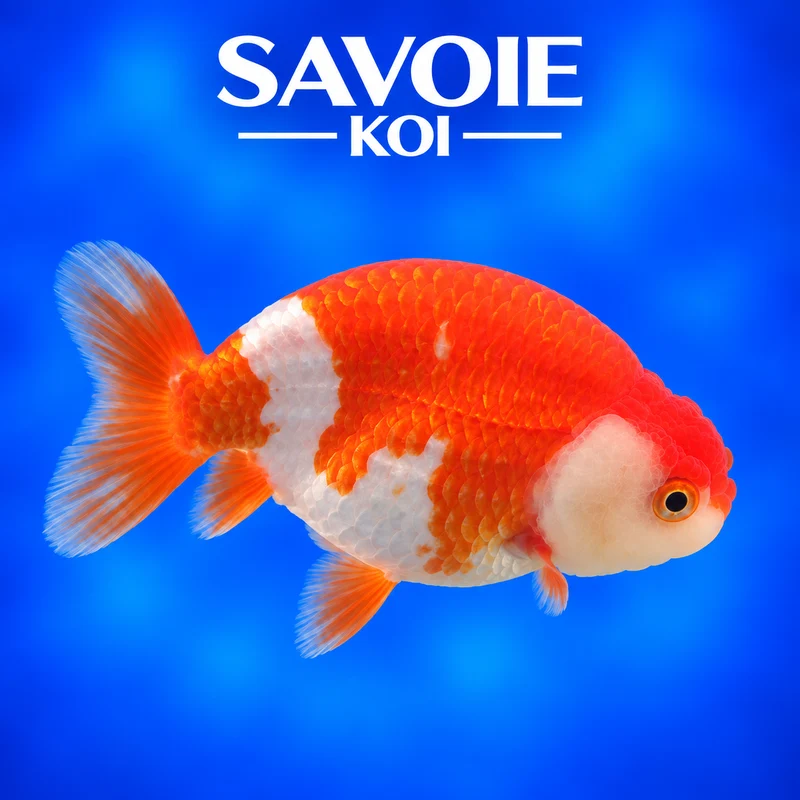Ranchu rouge et blanc 8-10 cm - Spécimen 1