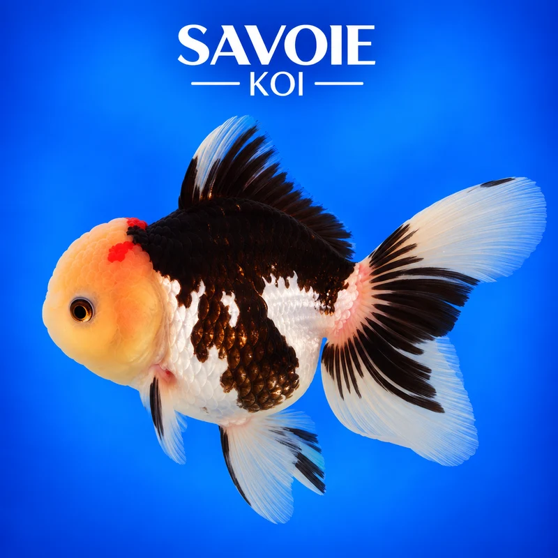 Oranda Tricolore 8-10 cm - Spécimen 58