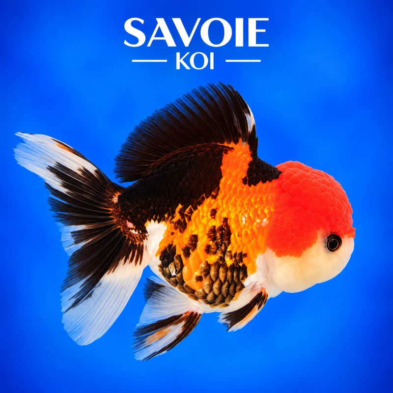 Oranda Tricolore 8-10 cm - Spécimen 56