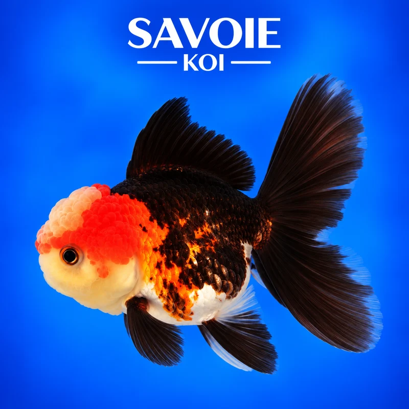 Oranda Tricolore 8-10 cm - Spécimen 54