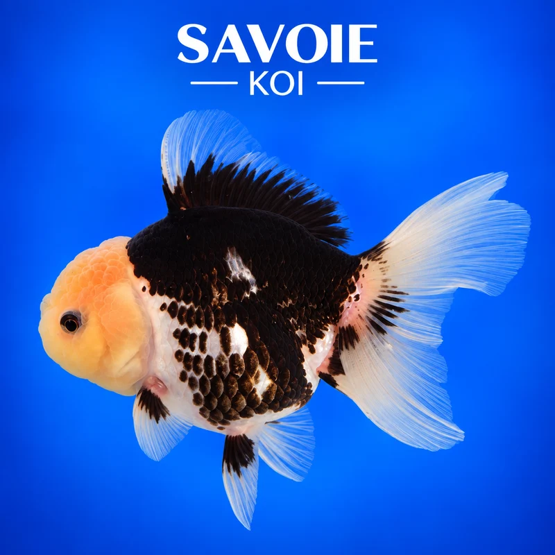 Oranda Panda 8-10 cm - Spécimen 51