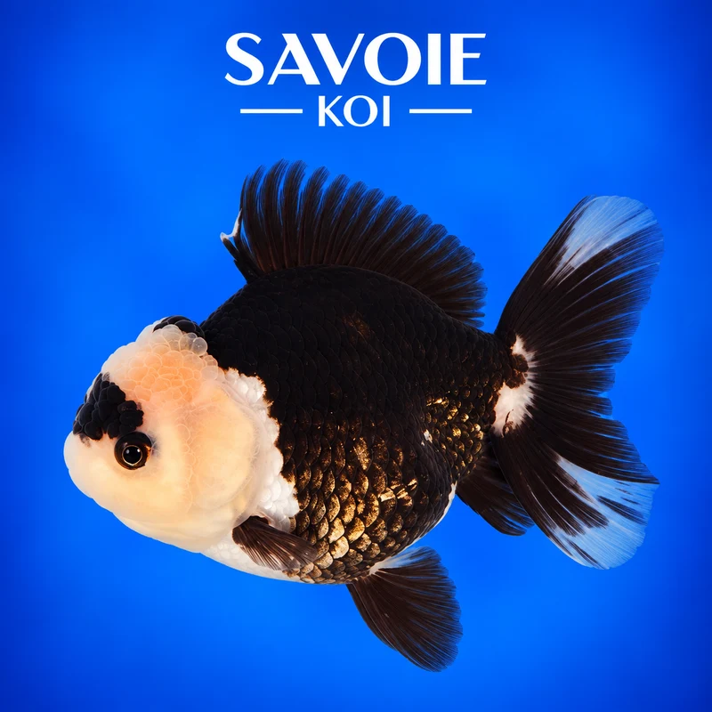Oranda Panda 8-10 cm - Spécimen 50