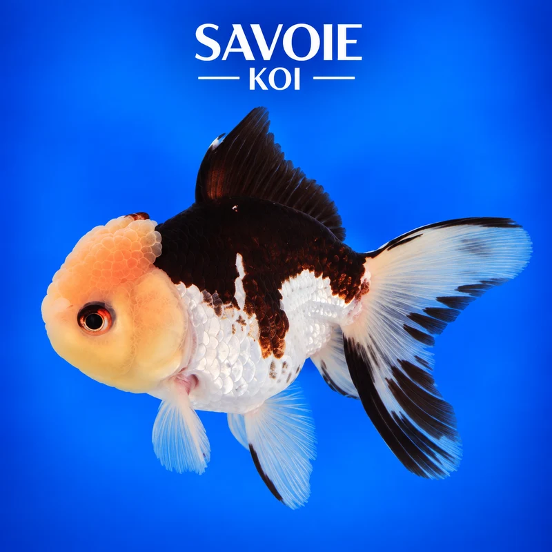 Oranda Panda 8-10 cm - Spécimen 49