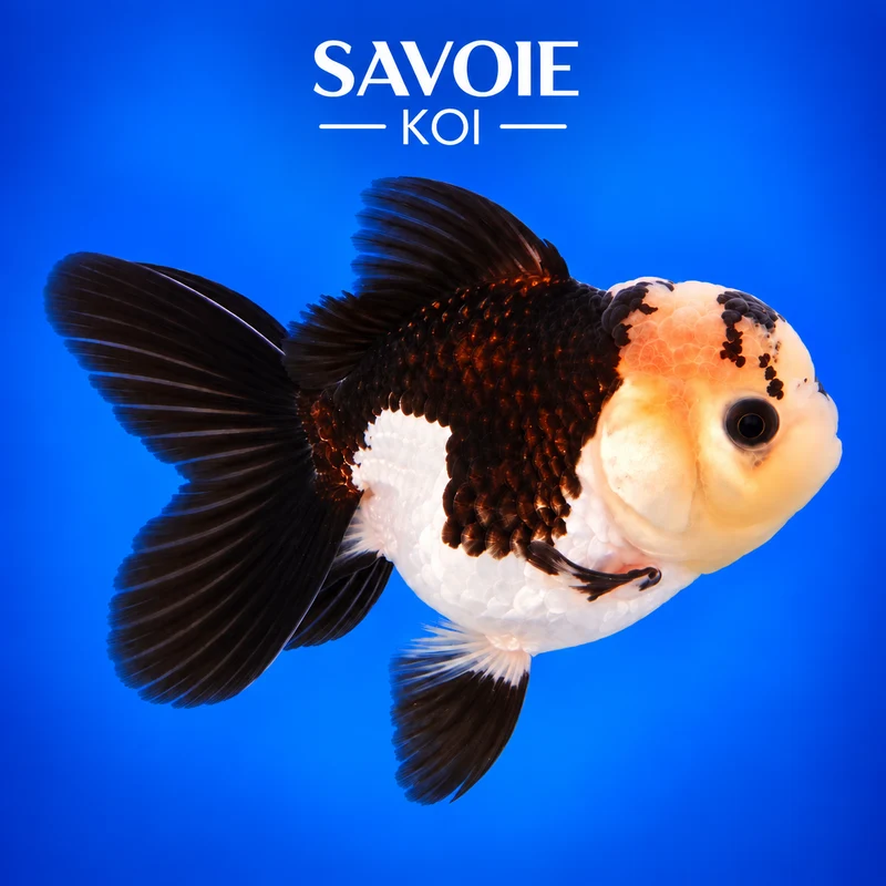 Oranda Panda 8-10 cm - Spécimen 48