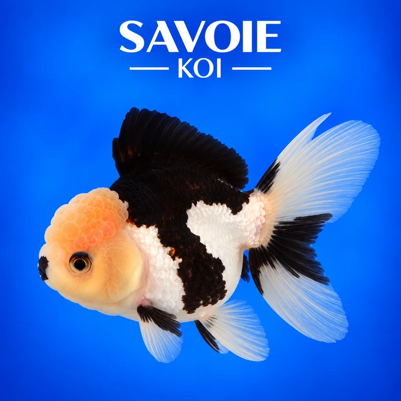 Oranda Panda 8-10 cm - Spécimen 47