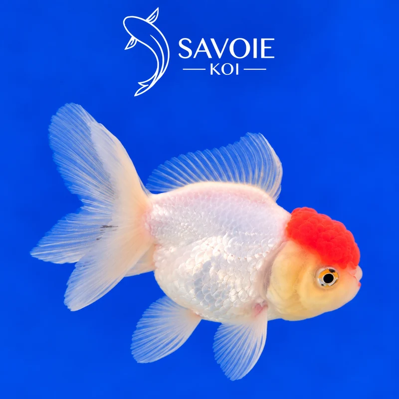 Red Cap Oranda 8-10 cm - Spécimen 42