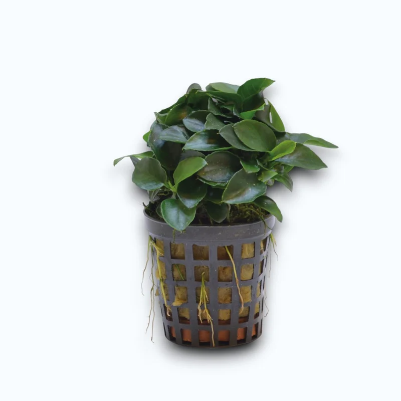 Anubias nana bonsai