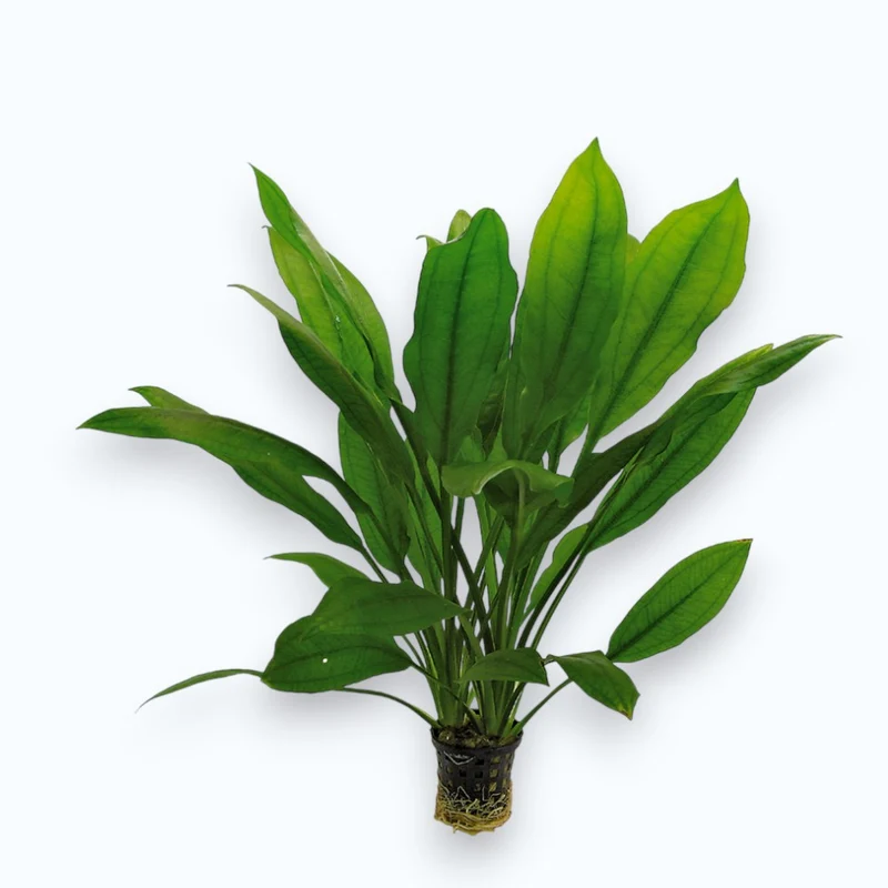 Echinodorus bleheri (Épée d'Amazonie)