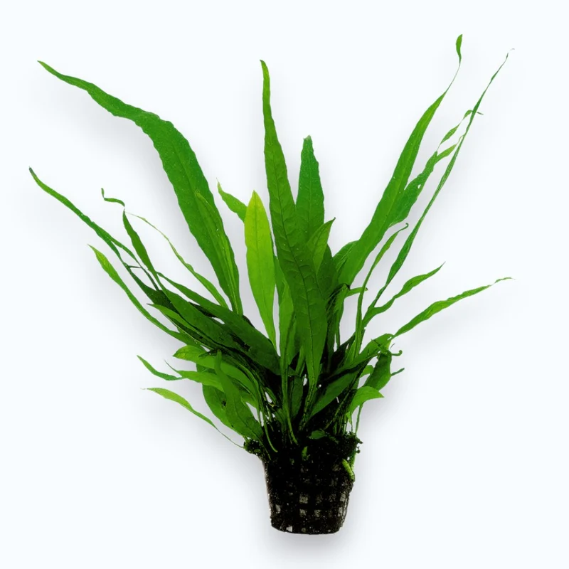 Microsorum pteropus (Fougère de Java)