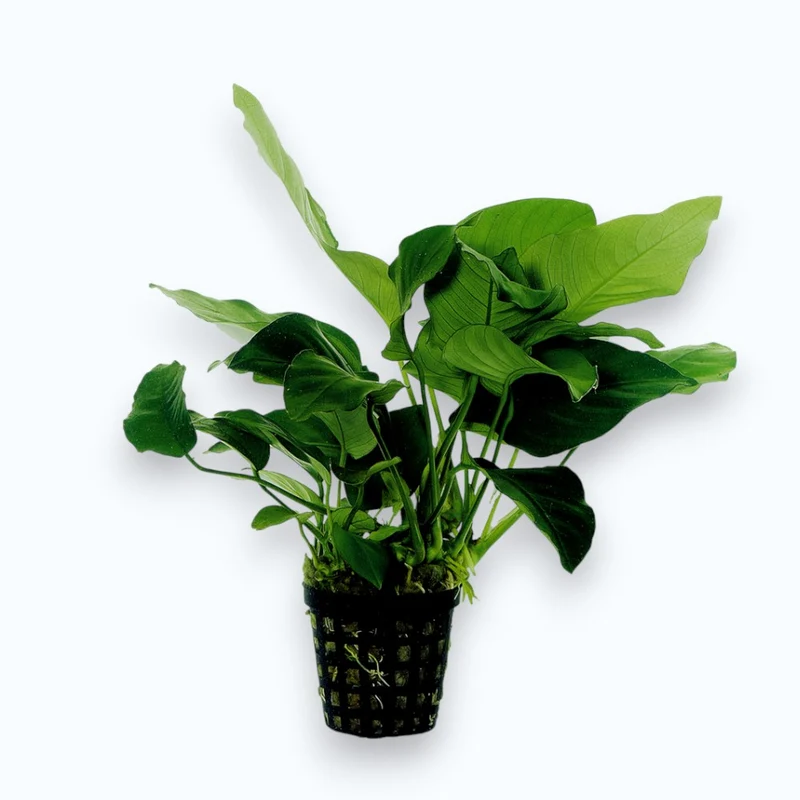 Anubias barteri nana