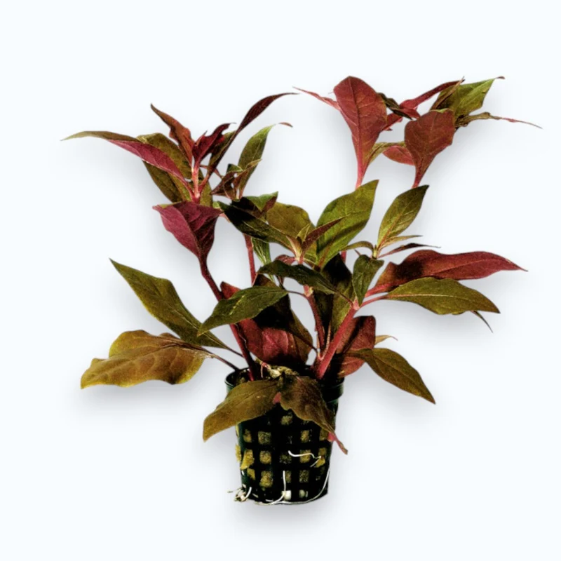 Alternanthera cardinalis