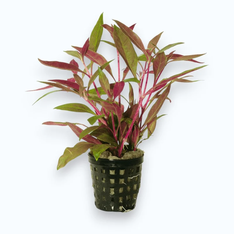 Alternanthera reineckii