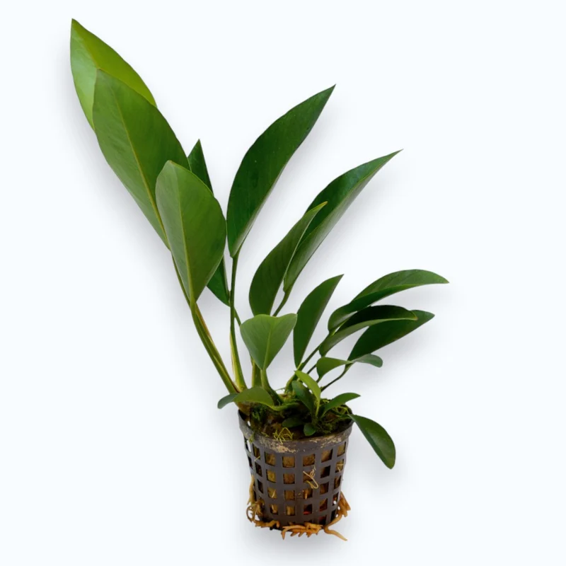 Anubias congensis - Plante d'aquarium