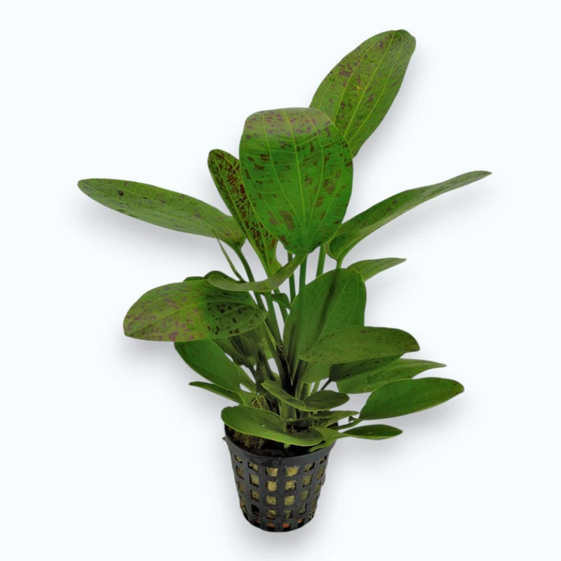 Echinodorus ozelot green - Plante d'aquarium